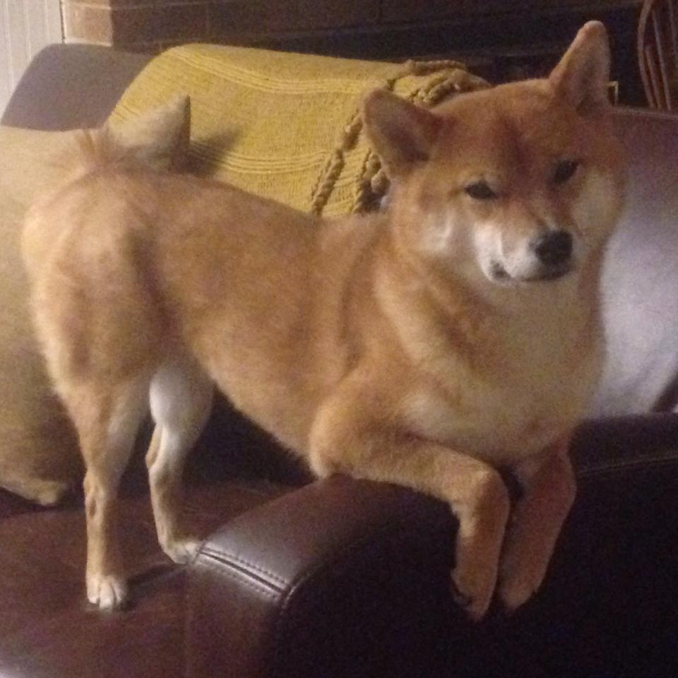 库里：跨越“投篮极限”，定义NBA投射新纪元！，库里最新投篮训练